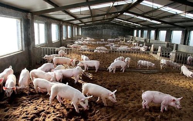 肉牛养殖行业动态：新趋势与挑战
