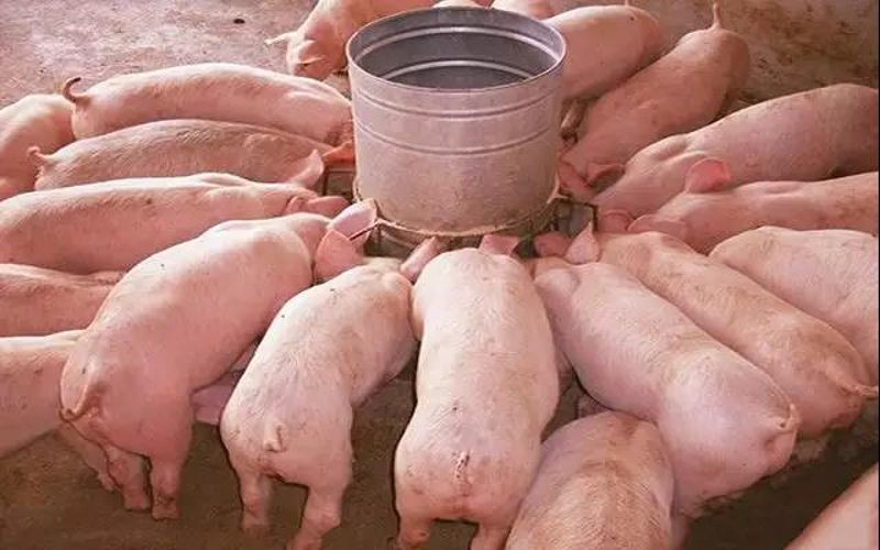 种猪繁育：在现代农业中的重要性与挑战