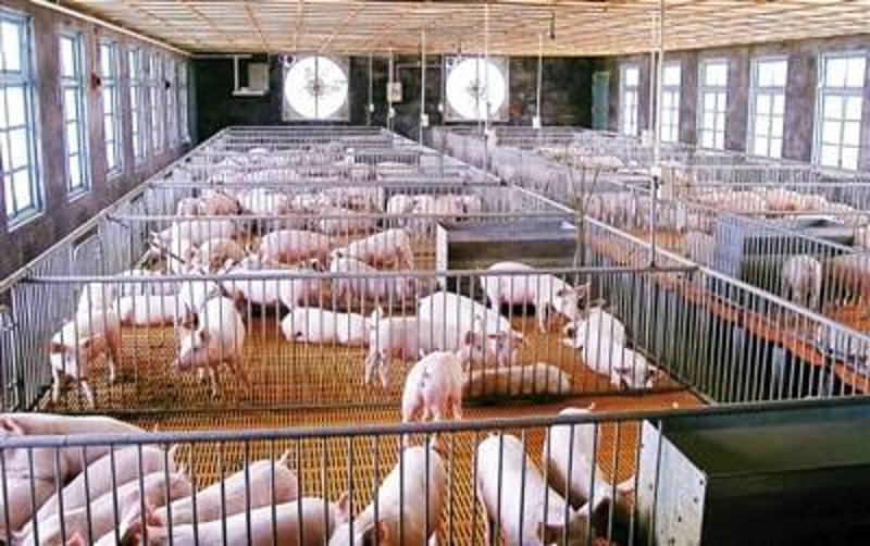 饲料加工行业动态：转型升级与技术创新